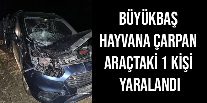BÜYÜKBAŞ HAYVANA ÇARPAN ARAÇTAKİ 1 KİŞİ YARALANDI